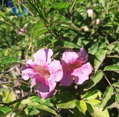 bignone rose, liane orchidée, podranea ricasoliana, pink trumpet vine