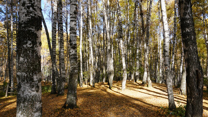 Autumn forest. Birch grove at dawn. Long shadows from the trees fall to the ground. Yellow-red leaves are lying. Bright colors of nature. Mountain trail in the leaves. The sun's rays. Kazakhstan