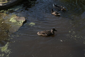 A close-up on some ducks.
