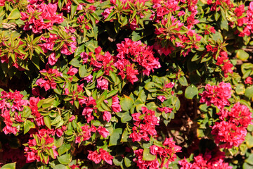 Obraz premium Beautiful blooming red bougainvillea in garden