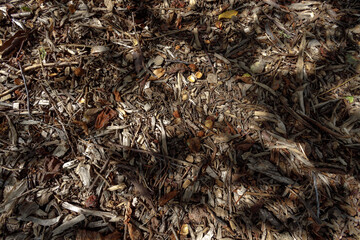 Under the tree. Bark chips, nuts, wood mulch.