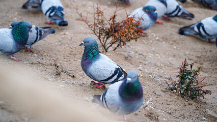 pigeons on the fence