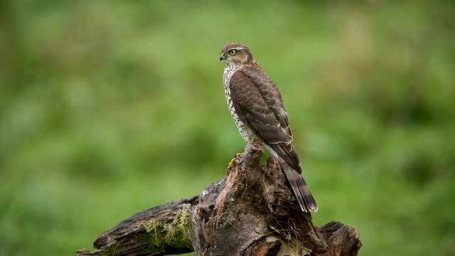 Sparrowhawk ( Accipiter nisus ) close up