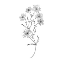 Dianthus flowers outline illustration.