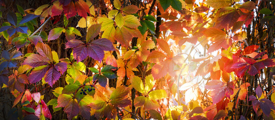 colorful autumn leaves background. banner