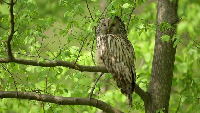 Ural owl ( Strix uralensis ) in spring forest	