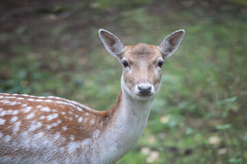 Close up portrait of female deer.