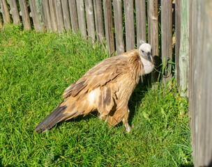 vulture in captivity because it is in recovery phase