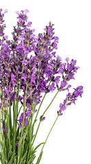 Fototapeta Lavender flowers isolated on white background obraz