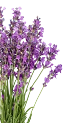 Foto op Canvas Lavender flowers isolated on white background © BillionPhotos.com