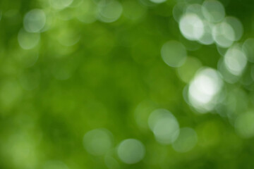 Fototapeta na wymiar Green Nature Blurred Background