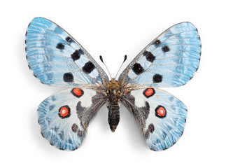 Naklejka premium Cute butterfly animal on background
