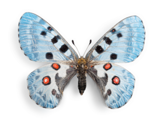 Cute   butterfly animal on background