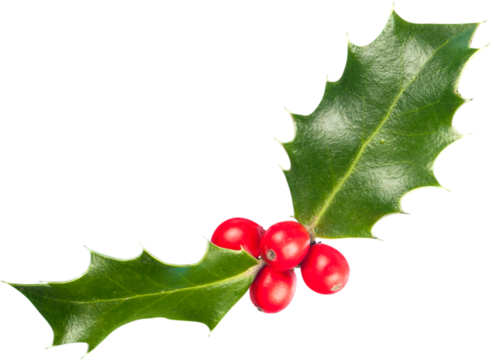 European Holly (Ilex aquifolium) leaves and fruits - Powered by Adobe