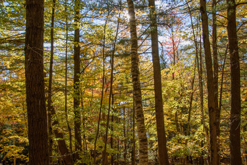 Magnificent autumn landscapes in the Canadian forest in the province of Quebec