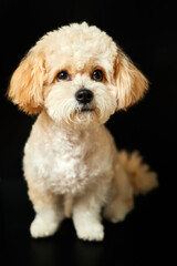 A portrait of beige Maltipoo puppy on a black background. Adorable Maltese and Poodle mix Puppy