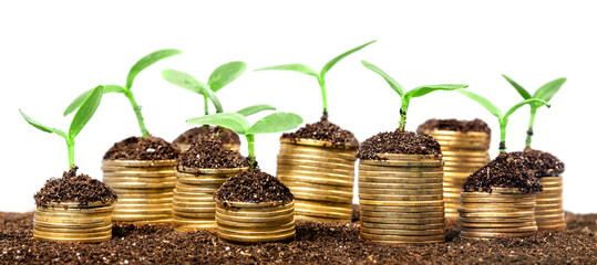 Coins in soil with young plants on background