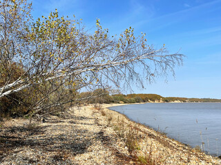 Fototapeta na wymiar Birch, inclined to the lake Khanka. Russia, Primorsky Krai