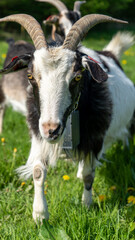 goat on the meadow