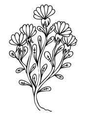 Line art Plant illustration. Outline floral design. PNG with transparent background. 