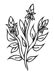 Line art Plant illustration. Outline floral design. PNG with transparent background. 