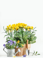 Gardening setting with water can, shovel and potted flowers at white background, front view