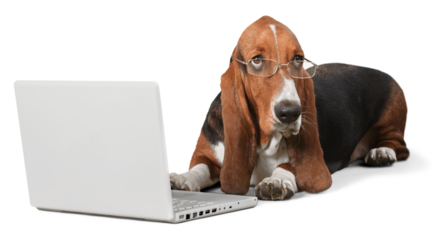 Basset Hound Using a Laptop Computer and Wearing Glasses