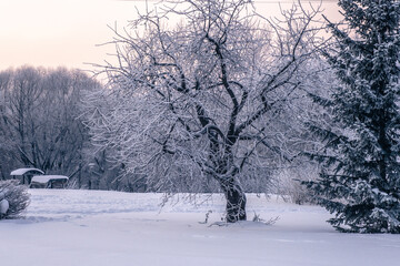 Fototapeta na wymiar Snowy winter. Heavy snowfall in Moscow. Christmas trees in the snow