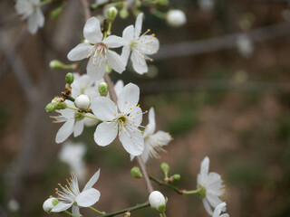Close-up of a branch full of white cherry plum flowers (Prunus Cerasifera) in bloom