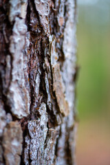 Baumrinde im Wald