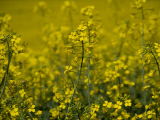 close-up of rapeseed field