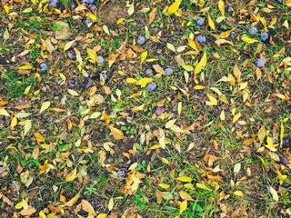 Autumn yellow  fallen leaves texture with blue plums