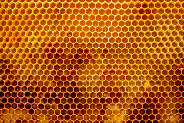 Beautiful honeycombs with honey close-up. Beekeeping, healthy food.