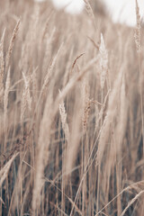 Fototapeta premium Pampas grass in autumn. Natural background. Dry beige reed. Pastel neutral colors and earth tones. Banner. Selective focus.