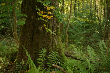 Ausschnitt aus einem Wald, Buchen, fagus zur herbstlichen Jahreszeit
