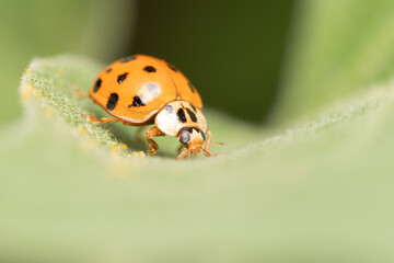 Extreme closeup of an orange ladybug on a green leaf.