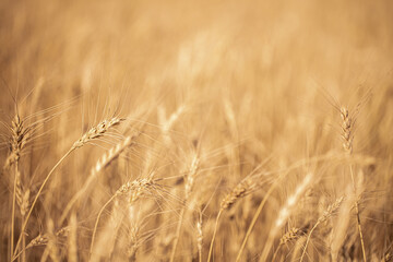 Wheat field on a sunny day. Grain farming, ears of wheat close-up. Agriculture, growing food products.