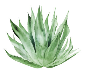 Desert Plant. Watercolour Agave Plant Leaves illustration on white background. - obrazy, fototapety, plakaty