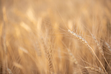 Wheat field on a sunny day. Grain farming, ears of wheat close-up. Agriculture, growing food products.