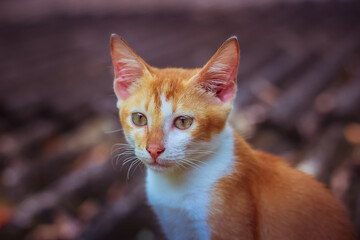 Fototapeta na wymiar Baby Cat | Felis catus 