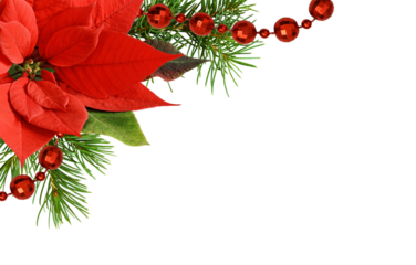 Christmas corner arrangement with pine twigs and poinsettia flowers isolated