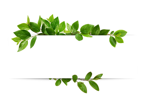 Decorative green leaves and a card with copy space isolated on white