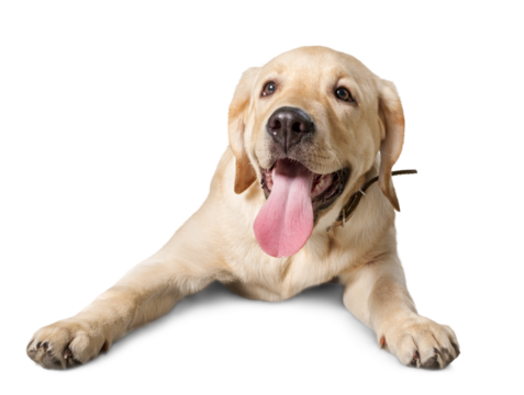 Labrador Puppy Lying Down on the Ground