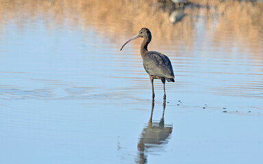 Glossy Ibis - Plegadis falcinellus, Greece