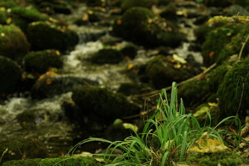 Fluss mit Laub und Blättern nach einem Fließgewässer