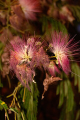 Exotic flower with a flesh