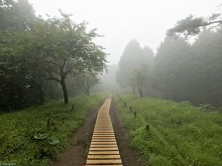 Obraz premium 丹沢登山道