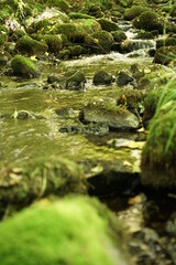 Fluss mit Laub und Blättern nach einem Fließgewässer