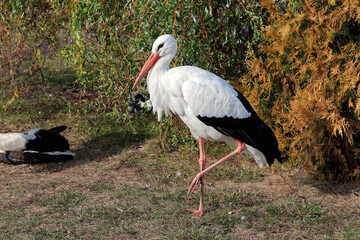 A meadow with a large black and white bird and a red long beak. White stork, in the flowering grass. A wildlife scene from nature. Evening sun with a bird in green vegetation, Belarus.