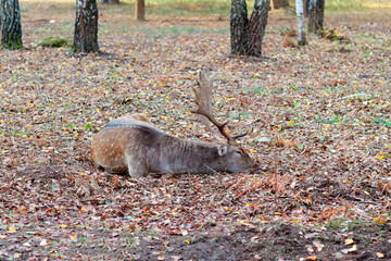 Close-up of a red deer lying in yellow leaves in the forest